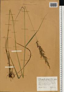 Calamagrostis purpurea (Trin.) Trin., Eastern Europe, Central forest region (E5) (Russia)