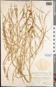 Asparagus officinalis L., Eastern Europe, North Ukrainian region (E11) (Ukraine)