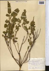 Scutellaria cordifrons Juz., Middle Asia, Pamir & Pamiro-Alai (M2) (Uzbekistan)