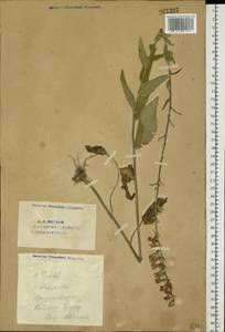 Campanula bononiensis L., Eastern Europe, Eastern region (E10) (Russia)
