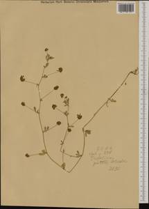 Trifolium patens Schreb., Western Europe (EUR) (Romania)