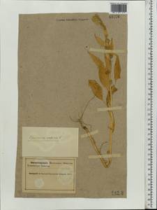 Spinacia oleracea L., Eastern Europe, Northern region (E1) (Russia)