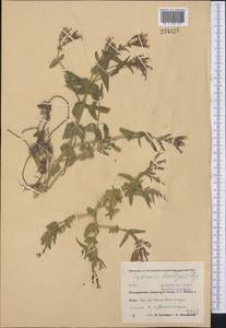 Gypsophila sewerzowii (Regel & Schmalh.) R. Kam., Middle Asia, Pamir & Pamiro-Alai (M2) (Uzbekistan)