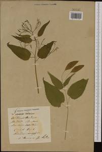 Lunaria rediviva L., Eastern Europe, Lithuania (E2a) (Lithuania)