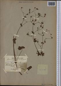 Geranium pyrenaicum Burm. f., Western Europe (EUR) (Italy)