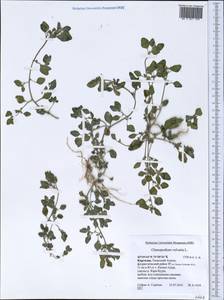 Chenopodium vulvaria L., Middle Asia, Western Tian Shan & Karatau (M3) (Kyrgyzstan)