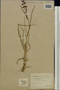 Scheuchzeria palustris L., Eastern Europe, Moscow region (E4a) (Russia)