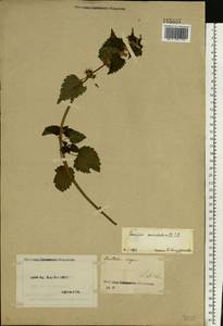 Lamium maculatum (L.) L., Eastern Europe, North Ukrainian region (E11) (Ukraine)