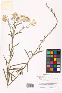 Achillea ptarmica L., Eastern Europe, Central region (E4) (Russia)