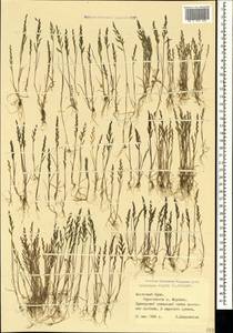 Catapodium rigidum (L.) C.E.Hubb., Crimea (KRYM) (Russia)