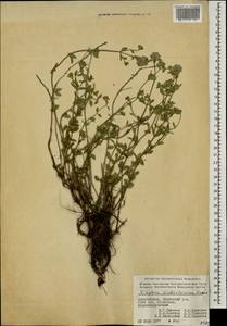 Ziziphora clinopodioides subsp. pseudodasyantha (Rech.f.) Rech.f., Caucasus, Azerbaijan (K6) (Azerbaijan)