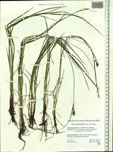 Carex eleusinoides Turcz. ex Kunth, Siberia, Russian Far East (S6) (Russia)