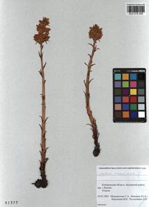 Orobanche cumana Wallr., Siberia, Altai & Sayany Mountains (S2) (Russia)