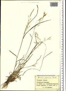 Bromus japonicus Houtt., Caucasus, Stavropol Krai, Karachay-Cherkessia & Kabardino-Balkaria (K1b) (Russia)