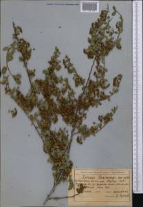 Spiraea lasiocarpa Kar. & Kir., Middle Asia, Northern & Central Tian Shan (M4) (Kazakhstan)