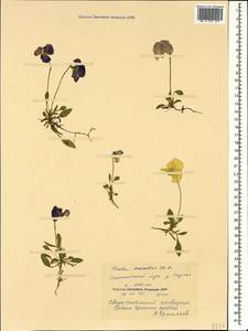 Viola oreades M. Bieb., Caucasus, North Ossetia, Ingushetia & Chechnya (K1c) (Russia)