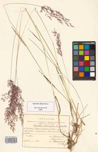 Agrostis stolonifera L., Siberia, Russian Far East (S6) (Russia)