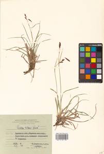 Carex microchaeta subsp. nesophila (Holm) D.F.Murray, Siberia, Chukotka & Kamchatka (S7) (Russia)