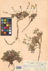 Christolea parryoides (Cham.) N. Busch, Siberia, Chukotka & Kamchatka (S7) (Russia)