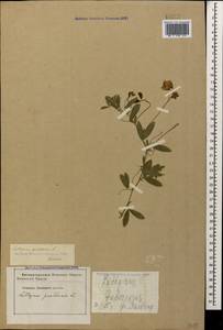 Lathyrus tuberosus L., Caucasus, Georgia (K4) (Georgia)