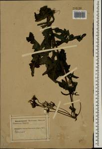 Sonchus, Eastern Europe, Northern region (E1) (Russia)