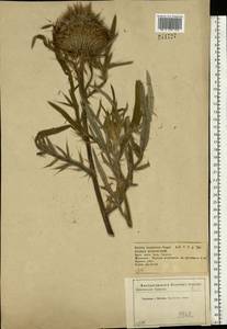 Lophiolepis decussata (Janka) Del Guacchio, Bures, Iamonico & P. Caputo, Eastern Europe, Central forest-and-steppe region (E6) (Russia)