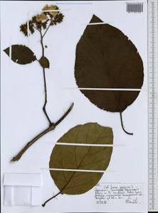 Magnoliopsida, Africa (AFR) (Ethiopia)