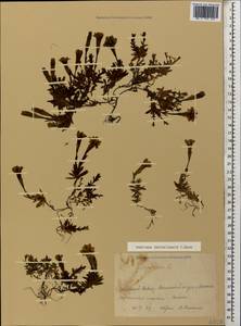 Gentiana dshimilensis K. Koch, Caucasus, Krasnodar Krai & Adygea (K1a) (Russia)