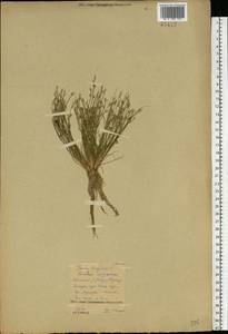 Juncus bufonius L., Eastern Europe, Central forest region (E5) (Russia)