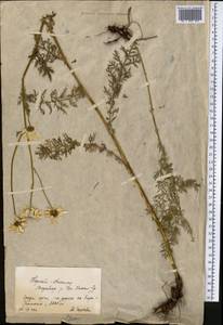 Tanacetum alatavicum Herder, Middle Asia, Northern & Central Tian Shan (M4) (Kyrgyzstan)