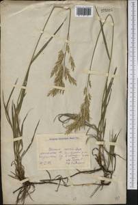 Bromus inermis Leyss., Middle Asia, Northern & Central Kazakhstan (M10) (Kazakhstan)