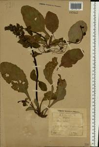 Ajuga reptans L., Eastern Europe, North-Western region (E2) (Russia)