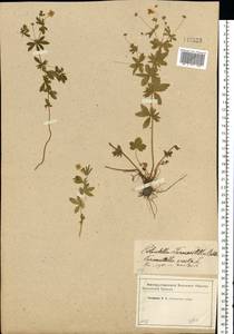 Potentilla erecta (L.) Raeusch., Eastern Europe, Western region (E3) (Russia)