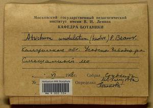 Atrichum undulatum (Hedw.) P. Beauv., Bryophytes, Bryophytes - Middle Russia (B6) (Russia)