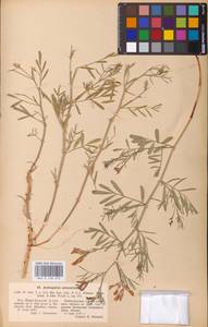 Astragalus arenarius L., Eastern Europe, Volga-Kama region (E7) (Russia)