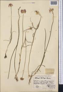 Allium pallasii Murray, Middle Asia, Dzungarian Alatau & Tarbagatai (M5) (Kazakhstan)