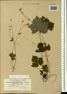 Ranunculus cappadocicus Willd., Caucasus, Abkhazia (K4a) (Abkhazia)