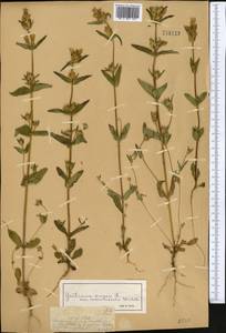 Gentianella turkestanorum (Gandoger) Holub, Middle Asia, Dzungarian Alatau & Tarbagatai (M5) (Kazakhstan)