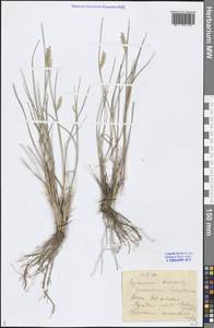 Agropyron desertorum (Fisch. ex Link) Schult., Eastern Europe, Lower Volga region (E9) (Russia)