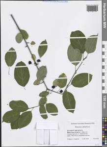 Rhamnus cathartica L., Siberia, Baikal & Transbaikal region (S4) (Russia)