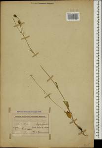 Crepis marschallii (C. A. Mey.) Sch. Bip., Caucasus, Azerbaijan (K6) (Azerbaijan)