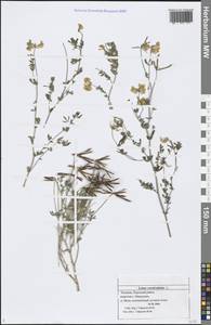 Lotus corniculatus L., Eastern Europe, Middle Volga region (E8) (Russia)