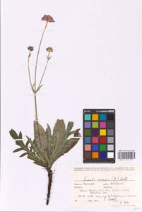 Knautia arvensis (L.) Coult., Eastern Europe, Eastern region (E10) (Russia)