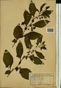 Atropa belladonna L., Eastern Europe, Moscow region (E4a) (Russia)