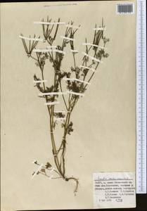 Scandix pecten-veneris L., Middle Asia, Pamir & Pamiro-Alai (M2) (Uzbekistan)