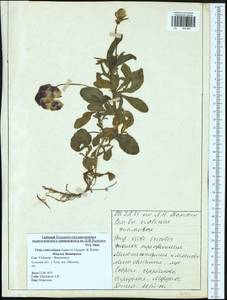 Viola ×wittrockiana Gams, Eastern Europe, Central region (E4) (Russia)