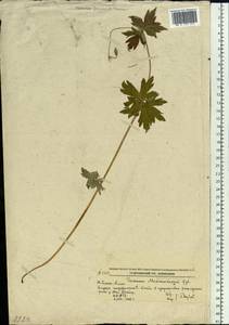 Geranium wlassovianum Fisch. ex Link, Siberia, Russian Far East (S6) (Russia)