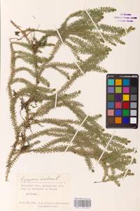 Spinulum annotinum subsp. annotinum, Eastern Europe (no precise locality) (E0)