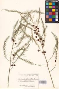 Asparagus officinalis L., Eastern Europe, Moscow region (E4a) (Russia)