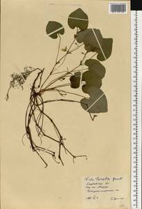 Viola tanaitica Grosset, Eastern Europe, North Ukrainian region (E11) (Ukraine)